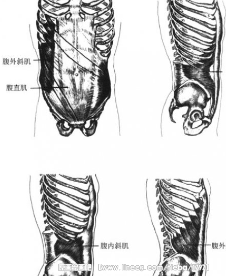 人物绘制解析【躯干结构】_原画绘画吧吧_直