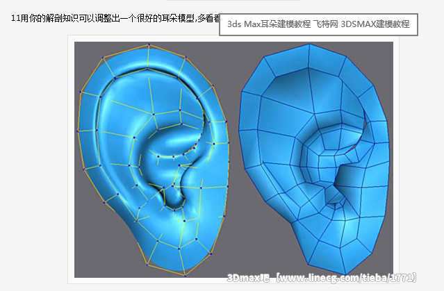 3ds max耳朵建模教程